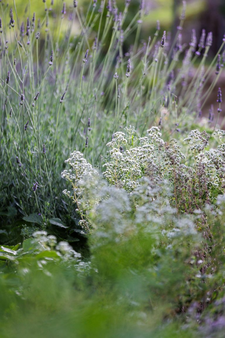 Villa Oros Corfu exterior garden lavender details